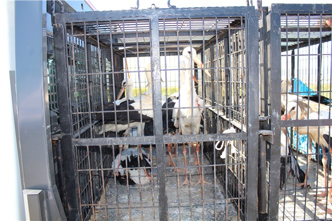 Yaban Hayvanı Tedavisi