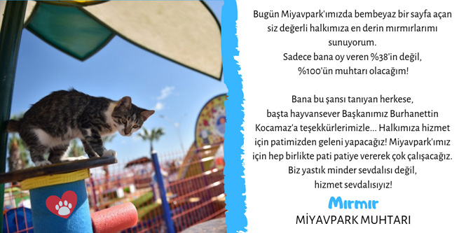 Muhtar Kedi, Kedi Muhtar