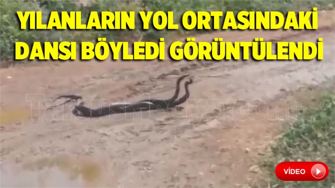 Tarsus'ta Yol ortasındaki yılanların dansı görüntülendi