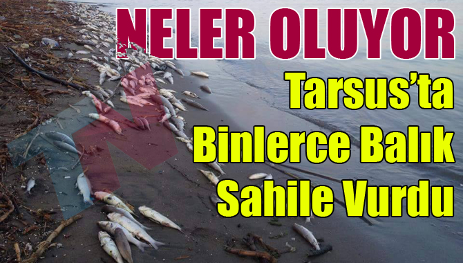 Tarsus'ta Şüpheli Balık Ölümleri Korkutmaya Başladı