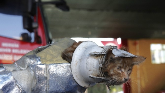 yavru kedi mersin toroslar ile ilgili gÃ¶rsel sonucu