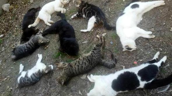 Alanya'da 30 kedi katledildi