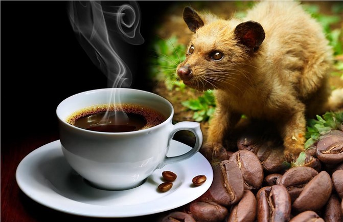 Hayvan Dışkısından Elde Edilen Dünyanın En Pahalı Kahvesi Kopi Luwak