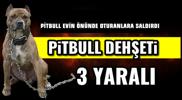 Mersin'de Pitbull Saldırısı