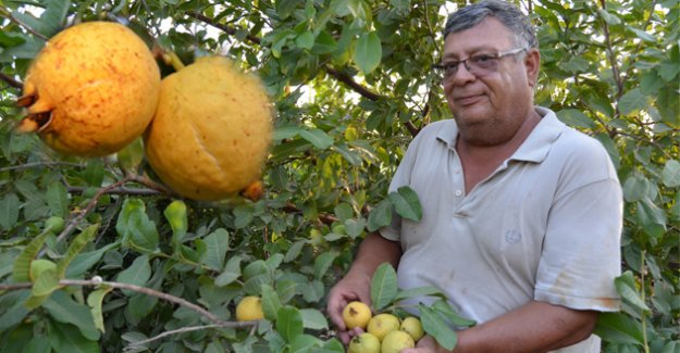 Silifke'de Guava Hasadı Başladı