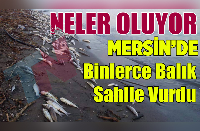 Mersin'de Yüzlerce Balık Sahile Vurdu