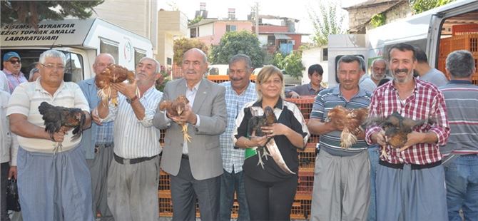 Tarsus Ziraat Odası köylülere bin 350 tavuk dağıttı