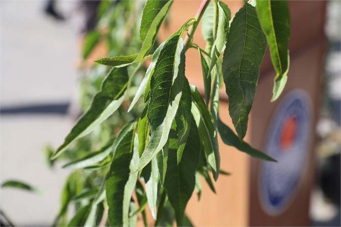 Büyükşehir 15 Bin Badem Fidanını Üreticisiyle Buluşturdu