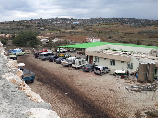Tarsus Belediyesi’nden Zeytinyağı Çıkaran ve Salamurasını Yapan Tesislere Denetim