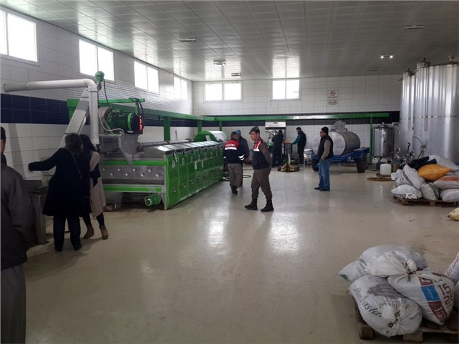Tarsus Belediyesi’nden Zeytinyağı Çıkaran ve Salamurasını Yapan Tesislere Denetim
