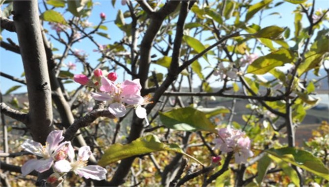 Mersin Tarsus'ta Elma Ağaçları Çiçek Açtı