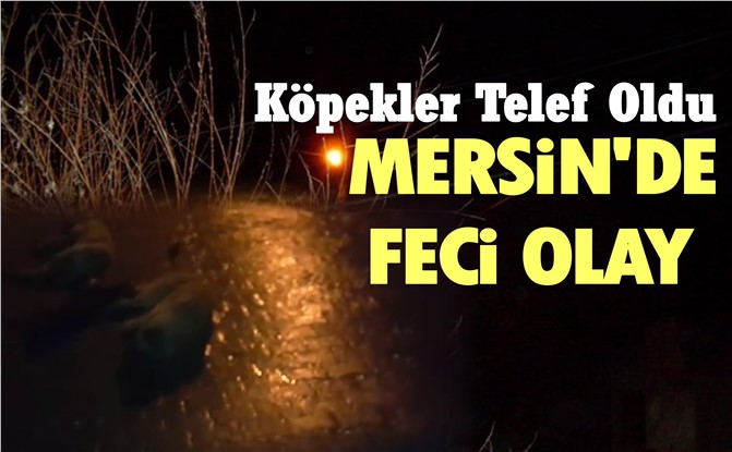 Mersin'de Köpekler Telef Oldu