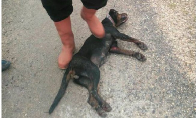 Köpeği Aracın Arkasına Bağlayarak Sürükledi, Mersin'de Vahşet