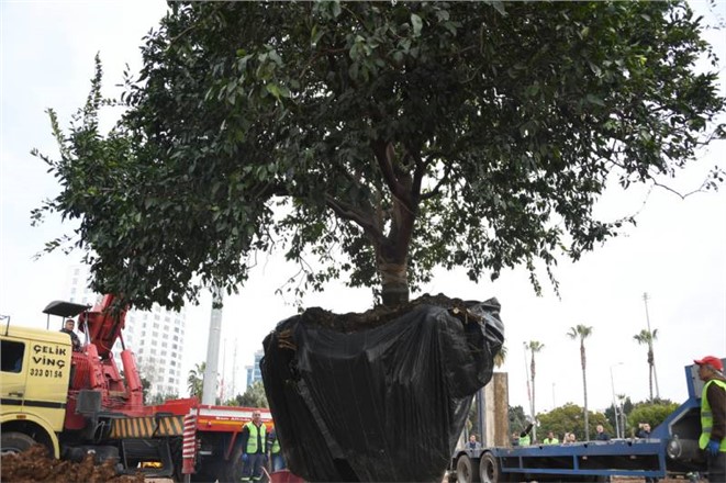 Yabancıları Karşılayacak Turunçgil Bahçesinin İlk Anıt Ağacı 80 Yaşında