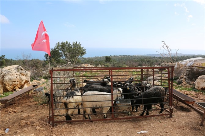 Yörüklerden Mehmetçiğe Kurban