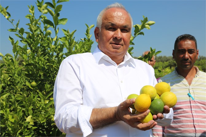 Dalından Toplanıyor Kilosu 1.60 Lira, Erdemli'de Yılın İlk Limon Hasadı Yapıldı
