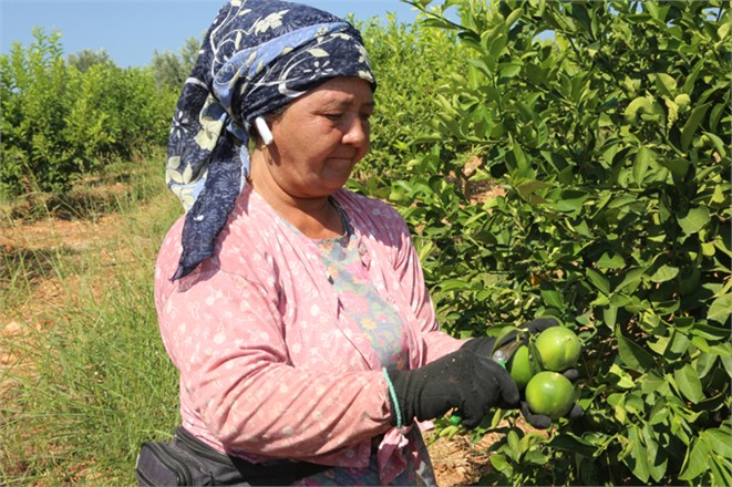 Dalından Toplanıyor Kilosu 1.60 Lira, Erdemli'de Yılın İlk Limon Hasadı Yapıldı