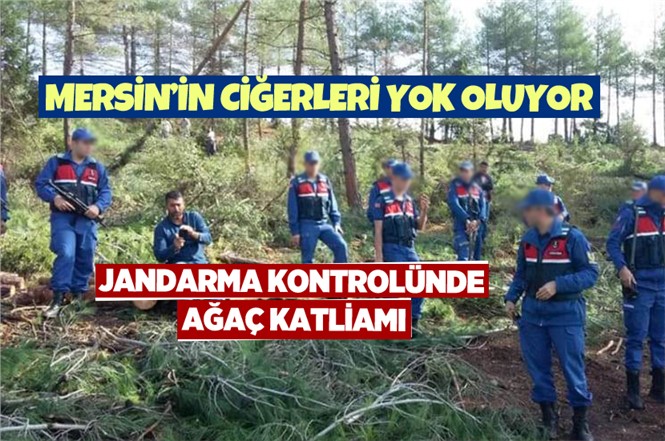 Mersin Çamlıyayla'da Çam Ağacı Katliamı Devam Ediyor