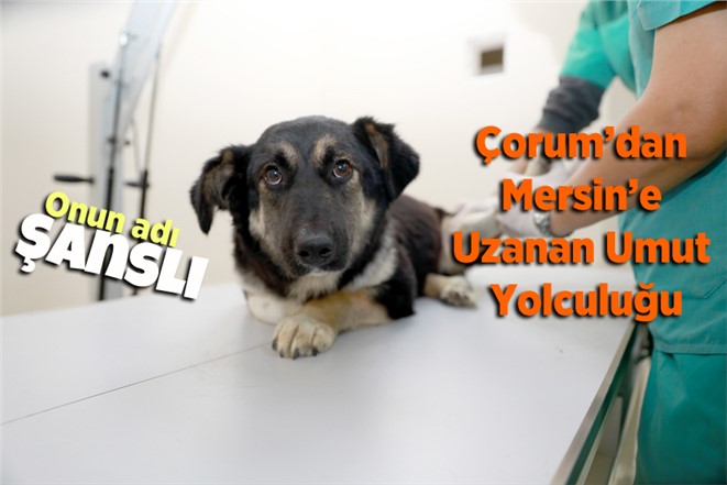 Çorum’dan Mersin’e Uzanan Umut Yolculuğu