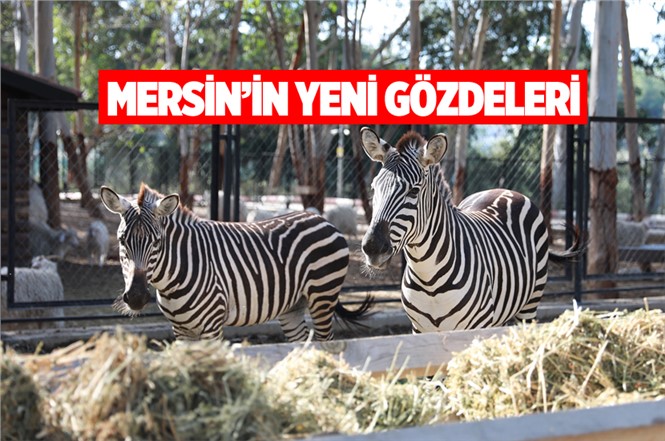 Tarsus Hayvan Parkı’nın Yeni Gözdeleri; Zebralar