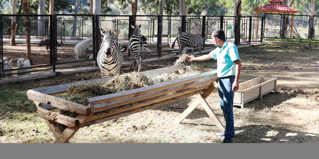 Tarsus Hayvan Parkı’nın Yeni Gözdeleri; Zebralar