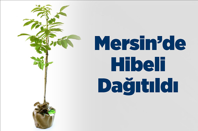 Mersin'de Hibeli Ceviz Dağıtımı Yapıldı