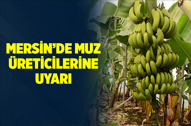 Anamur MUZ-BİR Başkanı İbrahim Çıtırkı'dan Üyelerine 'Muz Fiyatları' İle İlgili Mesaj