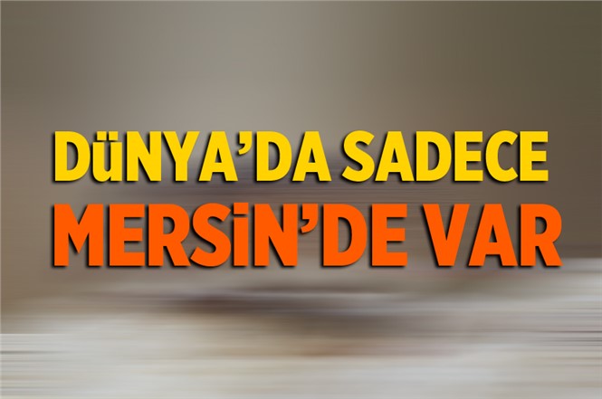 Anadolu Dikenli Faresi Dünyada Sadece Mersin’de Var