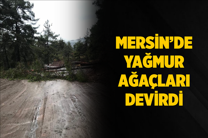 Mersin’in Toroslar İlçesi Ayvagediği-Çapar Yolunda Ağaçlar Devrildi