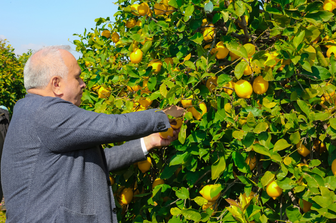 Başkan Tollu’dan Erdemli'ye Limonata Fabrikası Müjdesi