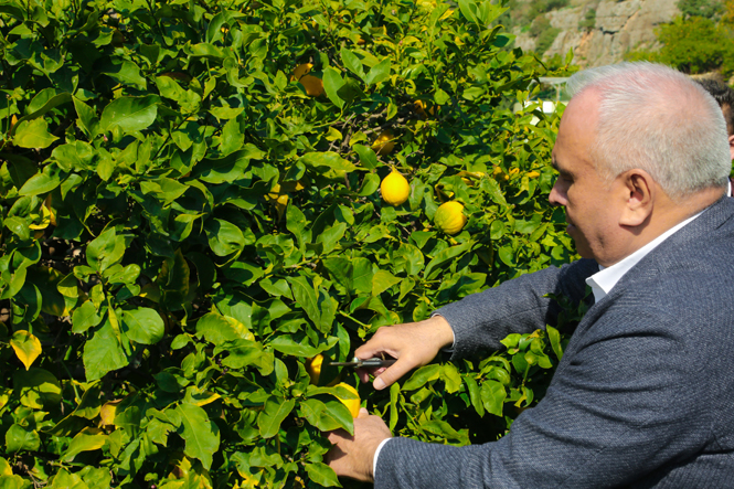 Başkan Tollu’dan Erdemli'ye Limonata Fabrikası Müjdesi