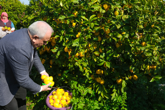 Başkan Tollu’dan Erdemli'ye Limonata Fabrikası Müjdesi