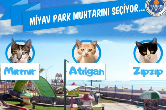 Dünya Kediler Gününde Kedi Muhtar! Mersin'de Proje İle Kurulan Miyav Park Muhtarını Seçti