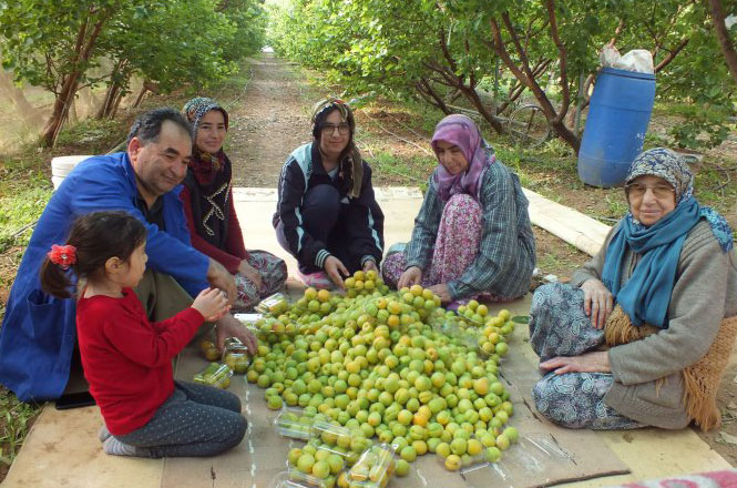 Türkiye’nin İlk Kayısı Hasadı Mersin Silifke’den