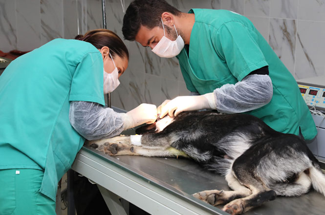 Mersin Büyükşehir Belediyesi, Sokak Köpeği Garip’e Sahip Çıktı