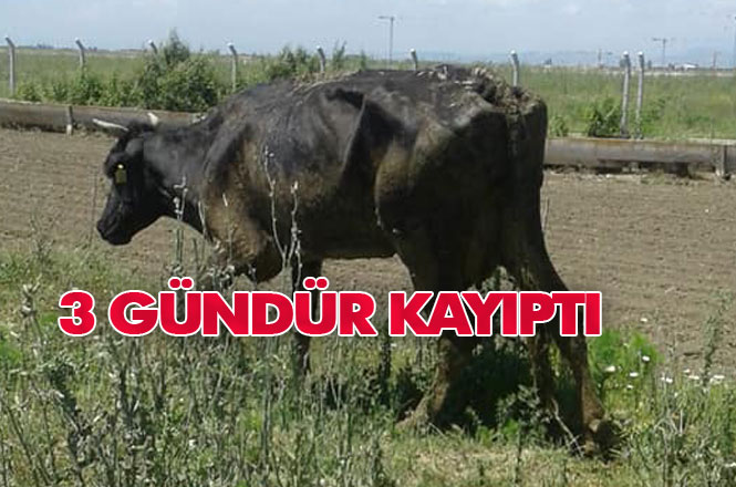 Mersin Tarsus'ta Üç Gündür Kayıp İnekleri Bataklıkta Bulundu