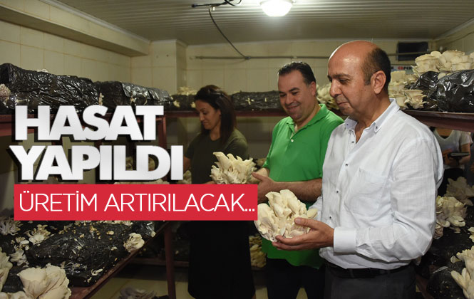 Yeni İş Kapılarının Açılması İçin, Tarsus Belediyesinde İstiridye Mantarının Üretimi Artacak