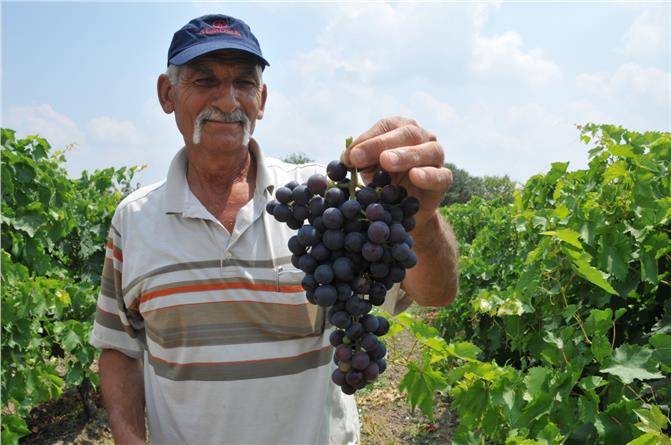 Türkiyede İlk Üzüm Hasadı Mersin'in Tarsus İlçesindeki 110 Bin Dönüm Alandaki Üzüm Bağlarında Başladı