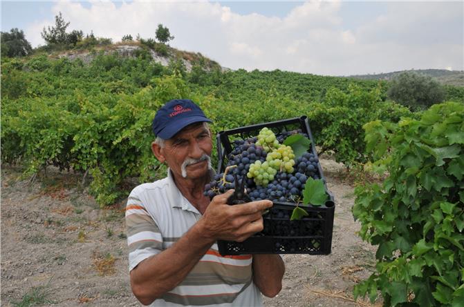 Türkiyede İlk Üzüm Hasadı Mersin'in Tarsus İlçesindeki 110 Bin Dönüm Alandaki Üzüm Bağlarında Başladı