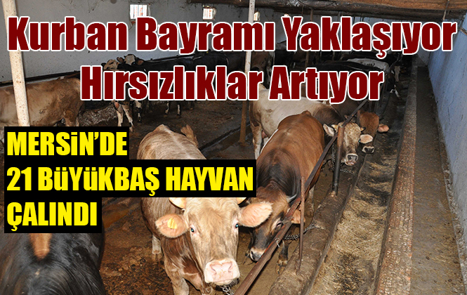 Mersin Tarsus’ta 21 Büyükbaş Hayvan Çalındı