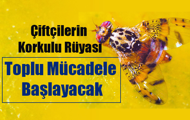 Akdeniz Meyve Sineği ile Toplu Mücadele Edilecek