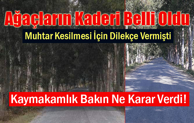 Mersin Tarsus’taki Ağaçların Kesilmesiyle İlgili Karar Belli Oldu