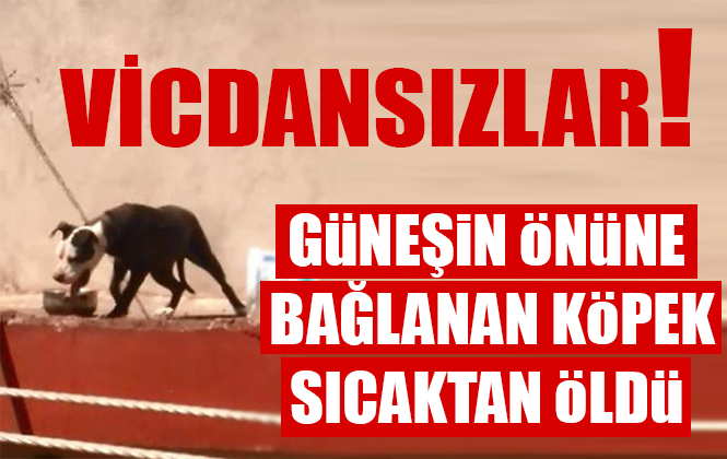 Antalya’da Çatıya Zincirle Bağlanan Köpek Sıcaktan Yaşamını Yitirdi