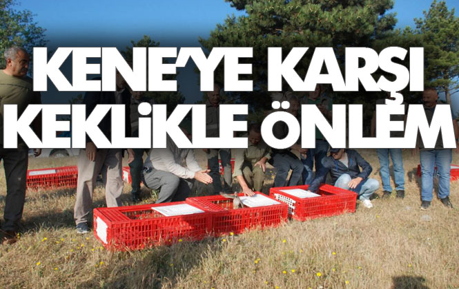 Kenelere Karşı 2 Bin Keklik İş Başında!