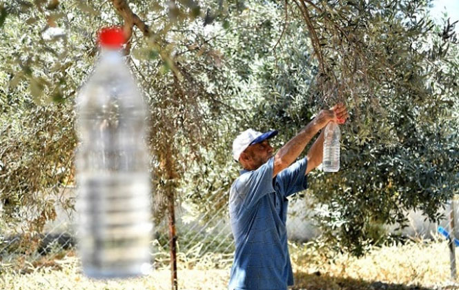 Anamur Ziraat Odasından Üreticilere Zeytin Sineği İle Mücadele Tavsiyesi