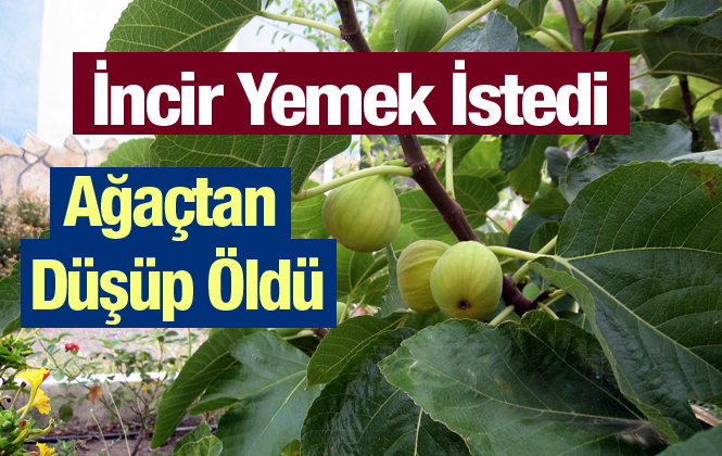 Mersin Tarsus'ta İncir Ağacından Düşen Hilmi Canatan Hayatını Kaybetti