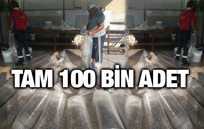 Mersin’de 100 Bin Adet Sazan Yavrusu Göletlere Bırakıldı