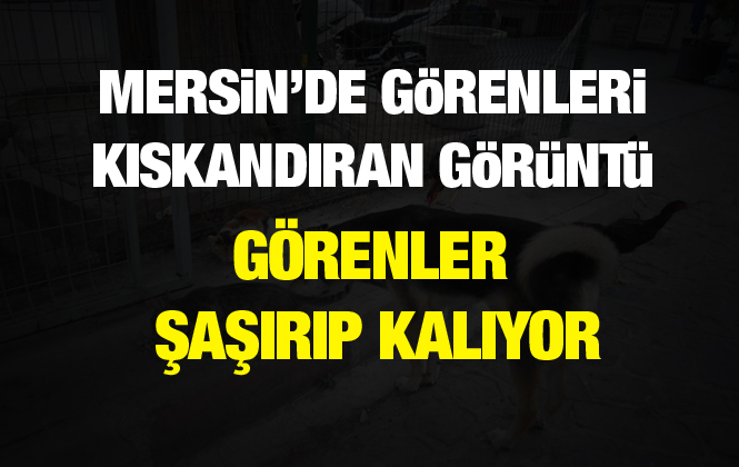 Mersin’de Kedi,Köpek ve Horozların Dostluğu Görenleri Kıskandırıyor