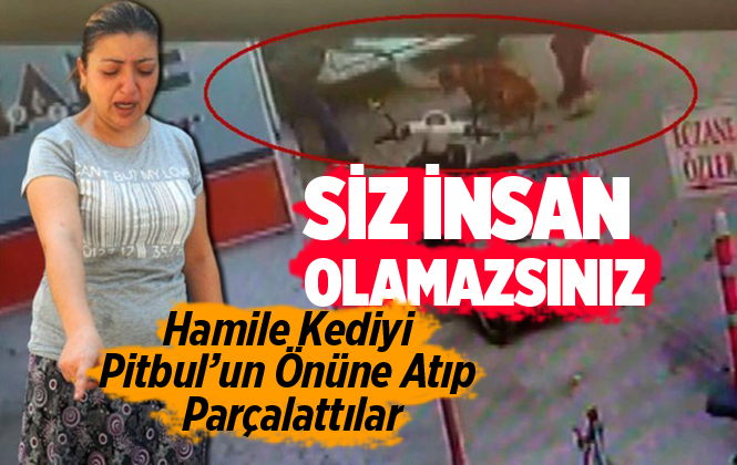 Adana'da Hamile Kediyi Pitbulun Önüne Atıp Parçalattılar