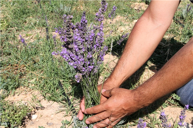 Lavanta Çiçeği Hasadıyla Tarımsal Üretim Zenginleşti